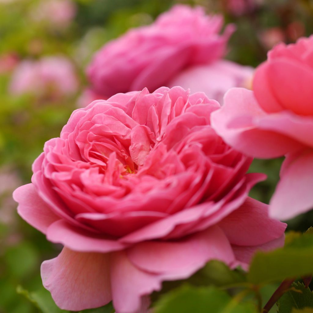 Rosa  Princess Alexandra of Kent - English Shrub Rose