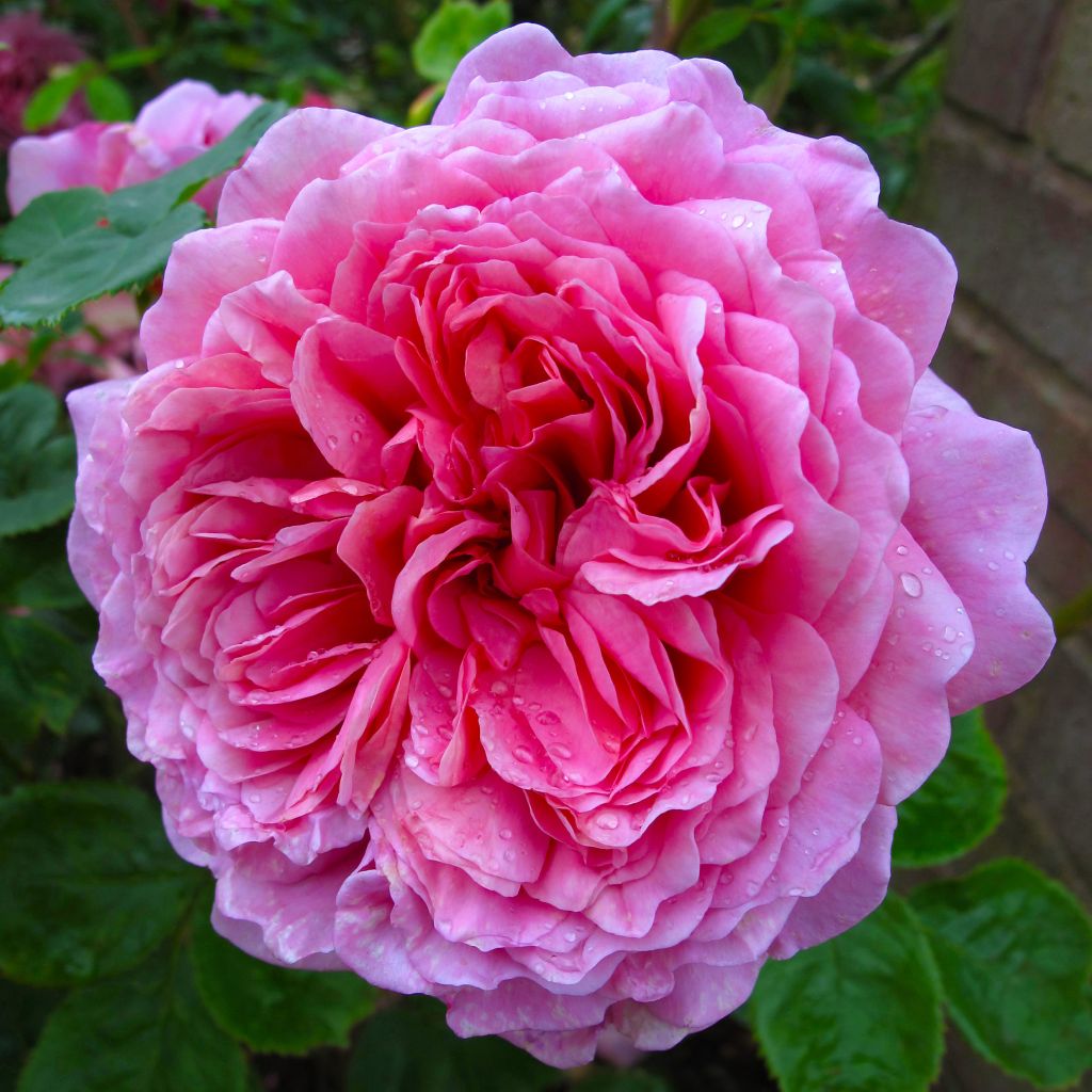 Rosa  Princess Alexandra of Kent - English Shrub Rose