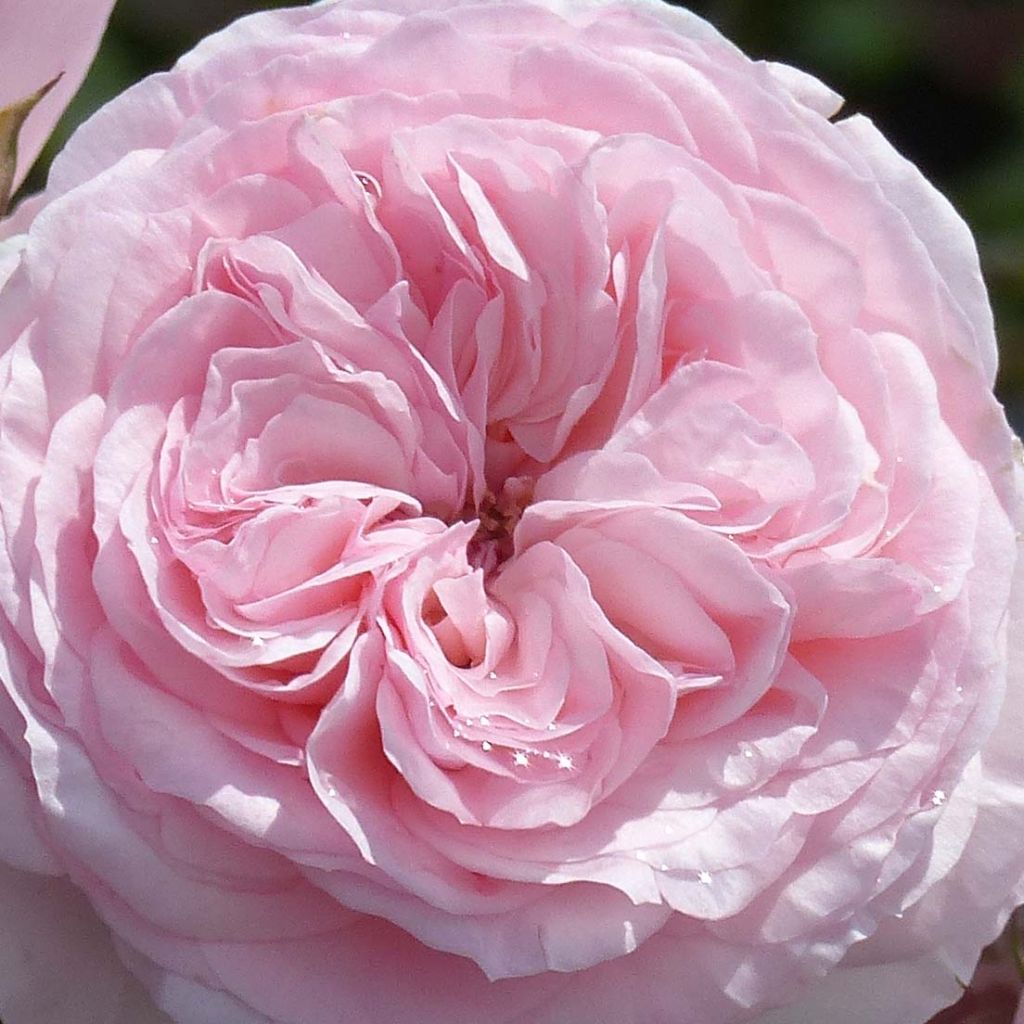 Rosa x floribunda 'Mariatheresia'  - Shrub Rose
