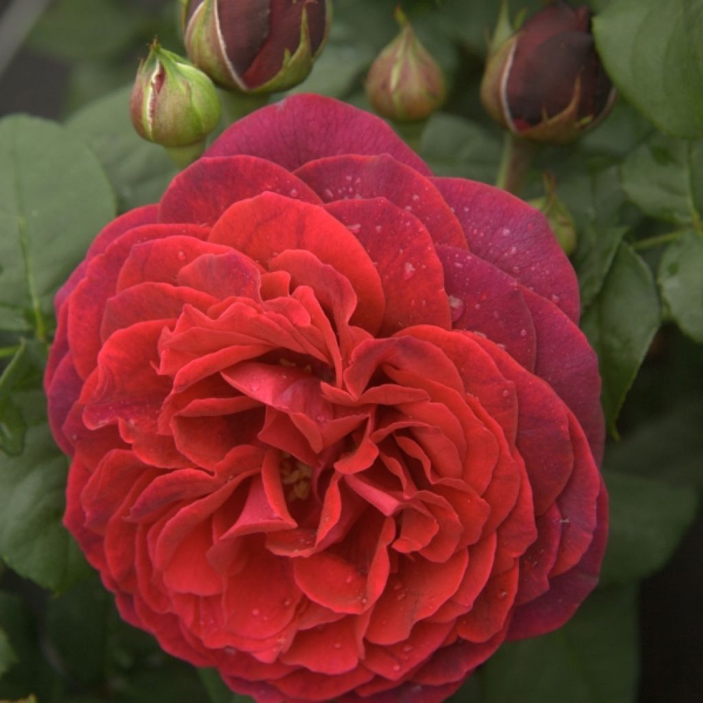 Rosa Astrid Grafin von Hardenberg