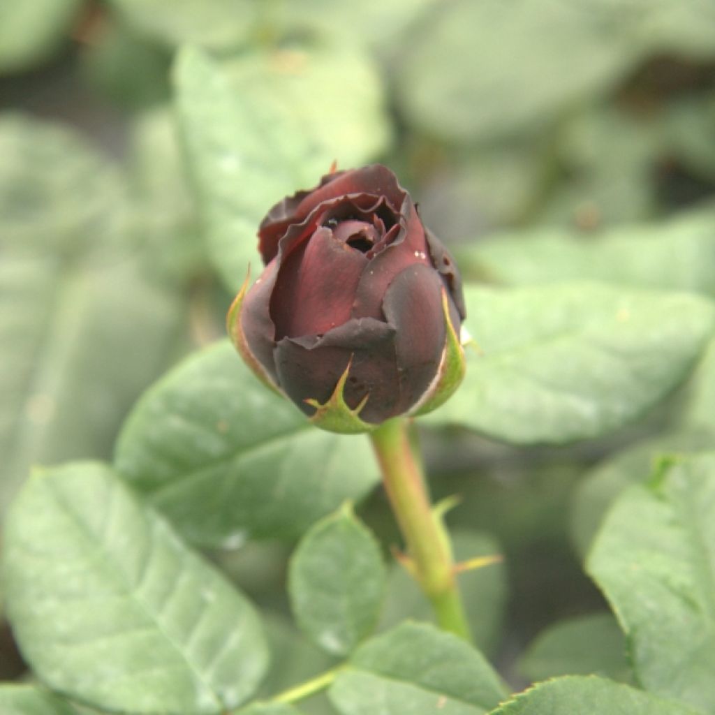 Rosa Astrid Grafin von Hardenberg