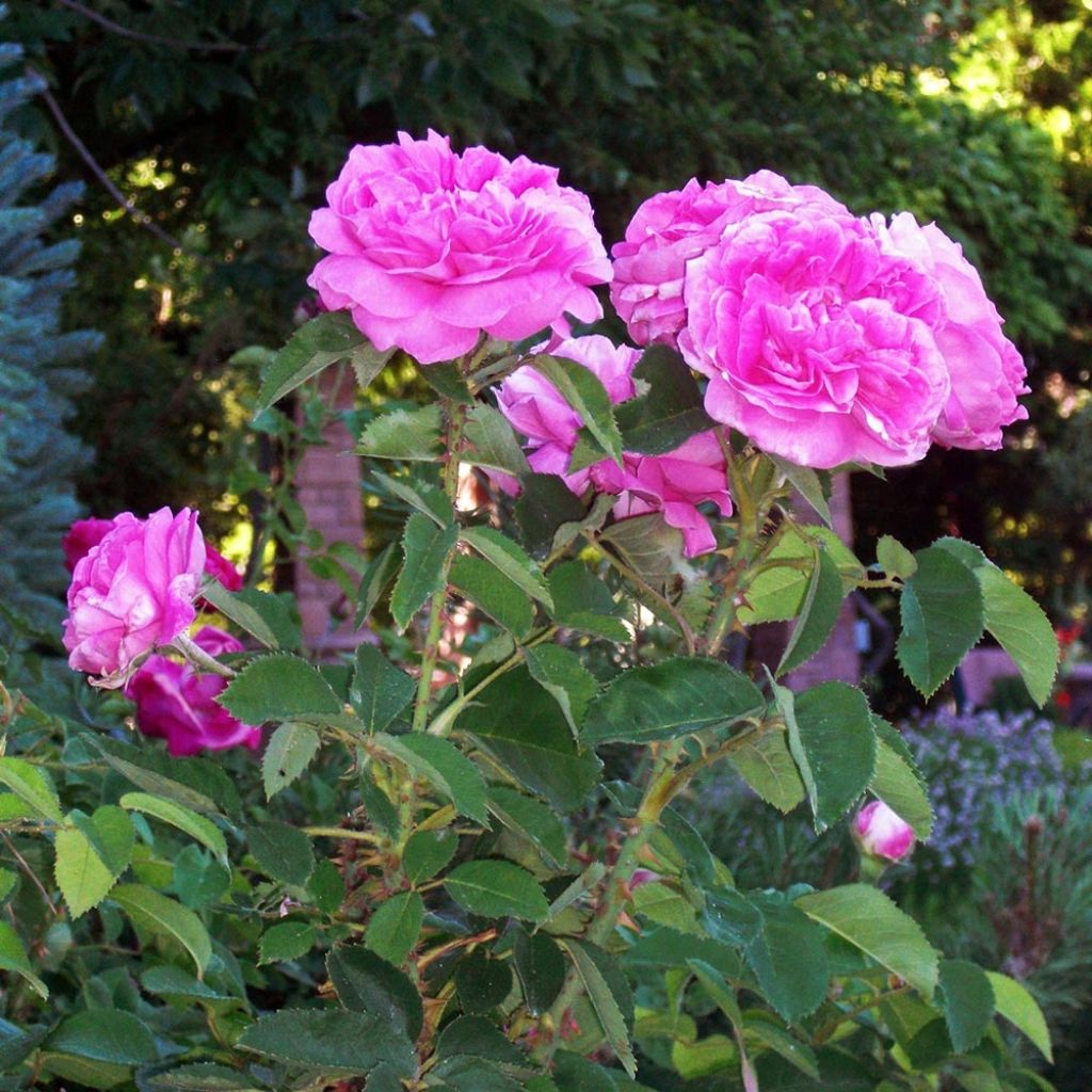 Rosa Baronne Prévost - Hybrid Perpetual rose