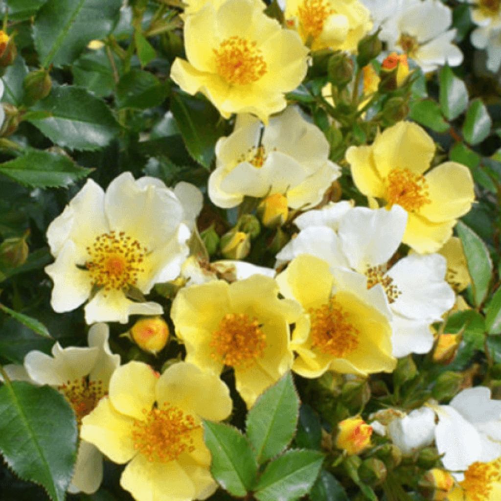 Rosa Floribunda Bee Gold - Floribunda rose