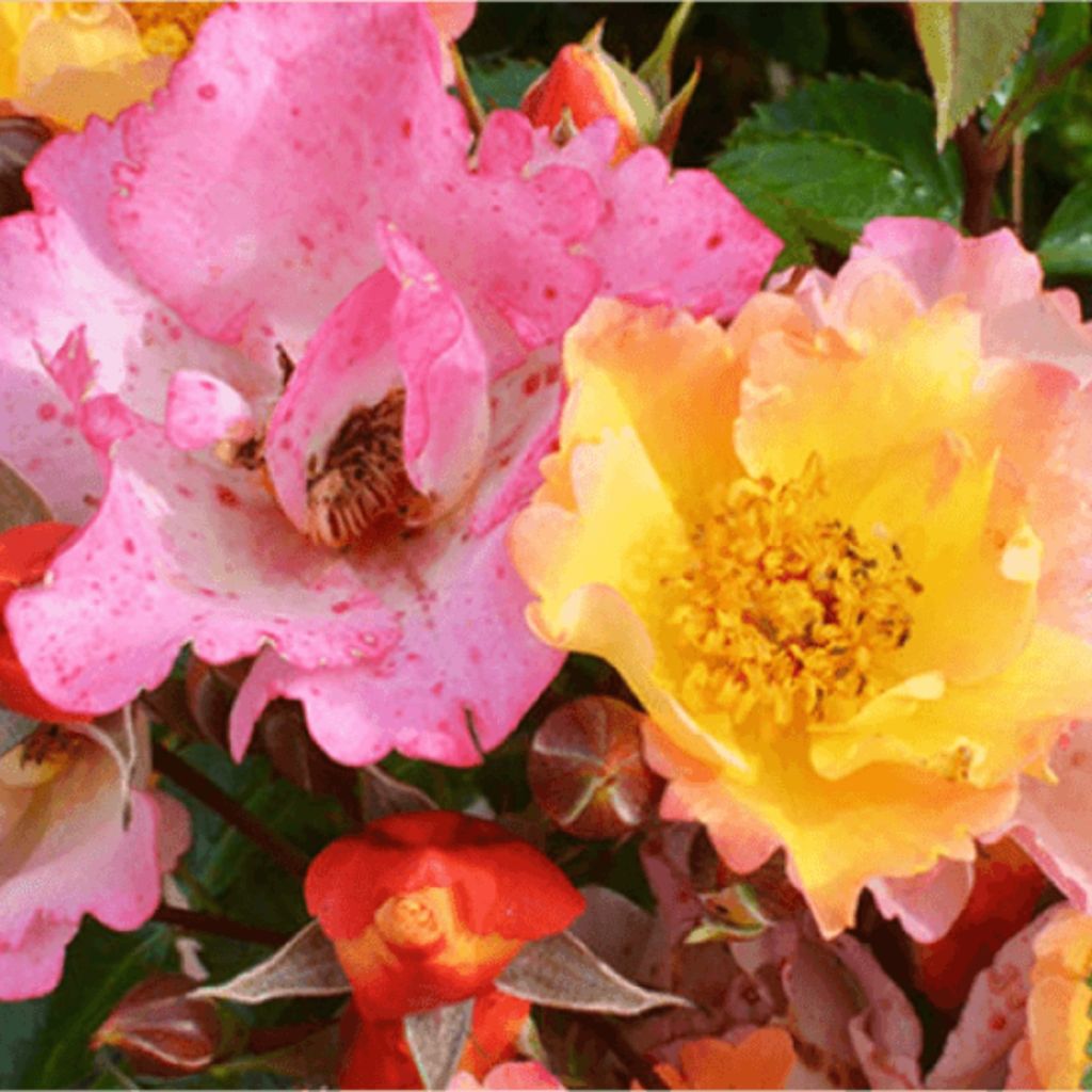 Rosa Floribunda Bee Proud - Floribunda rose