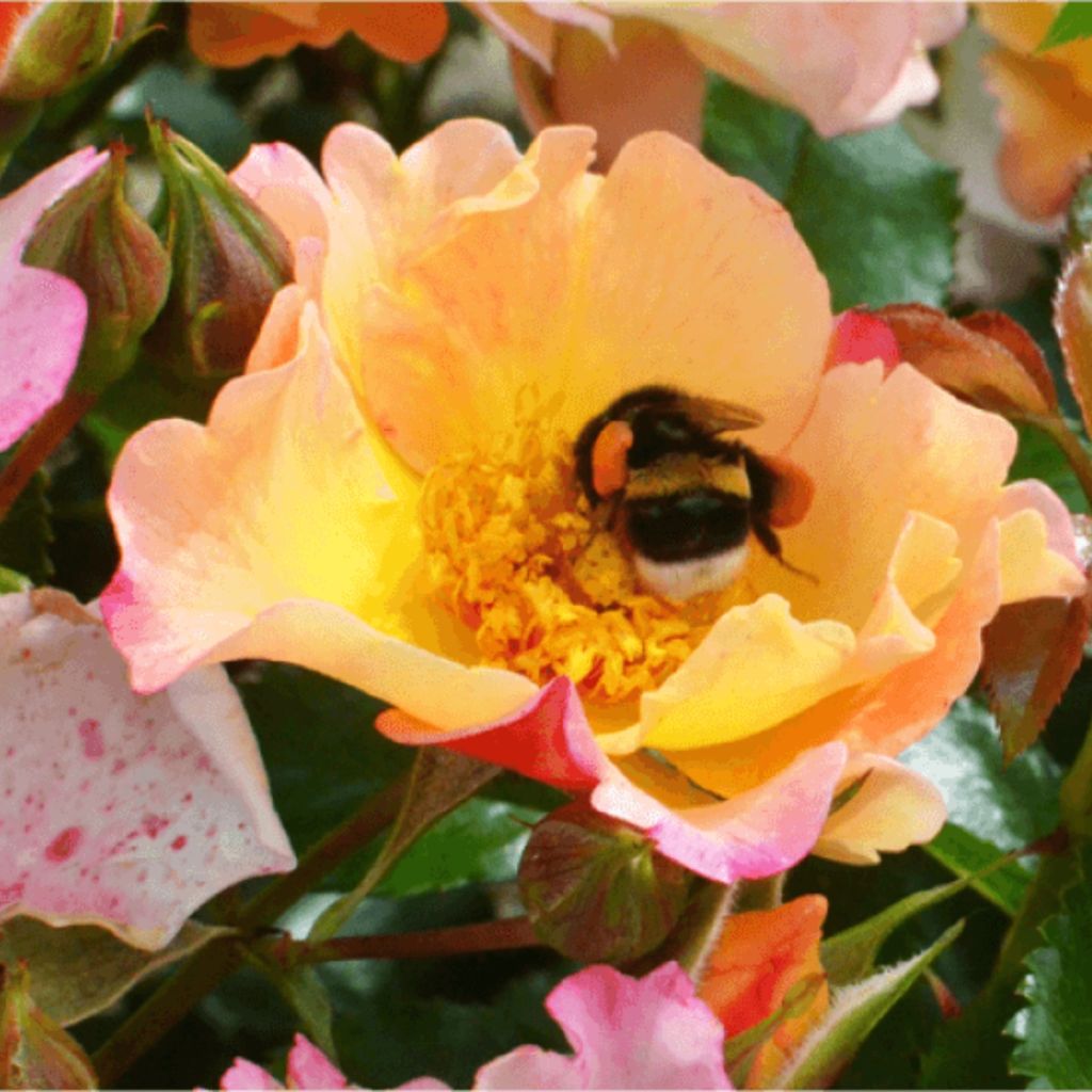 Rosa Floribunda Bee Proud - Floribunda rose