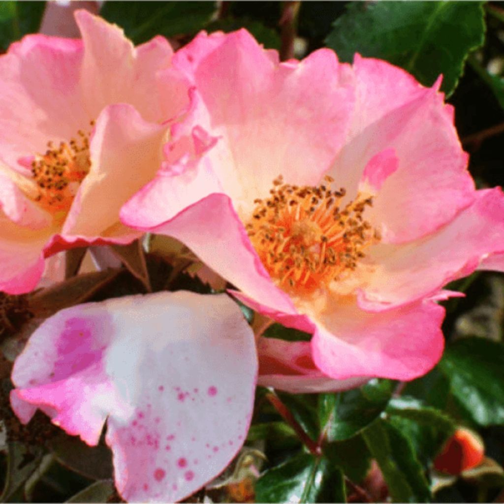 Rosa Floribunda Bee Proud - Floribunda rose