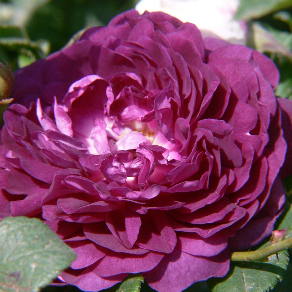 Rosa multiflora Bleu Magenta - Climbing Rose