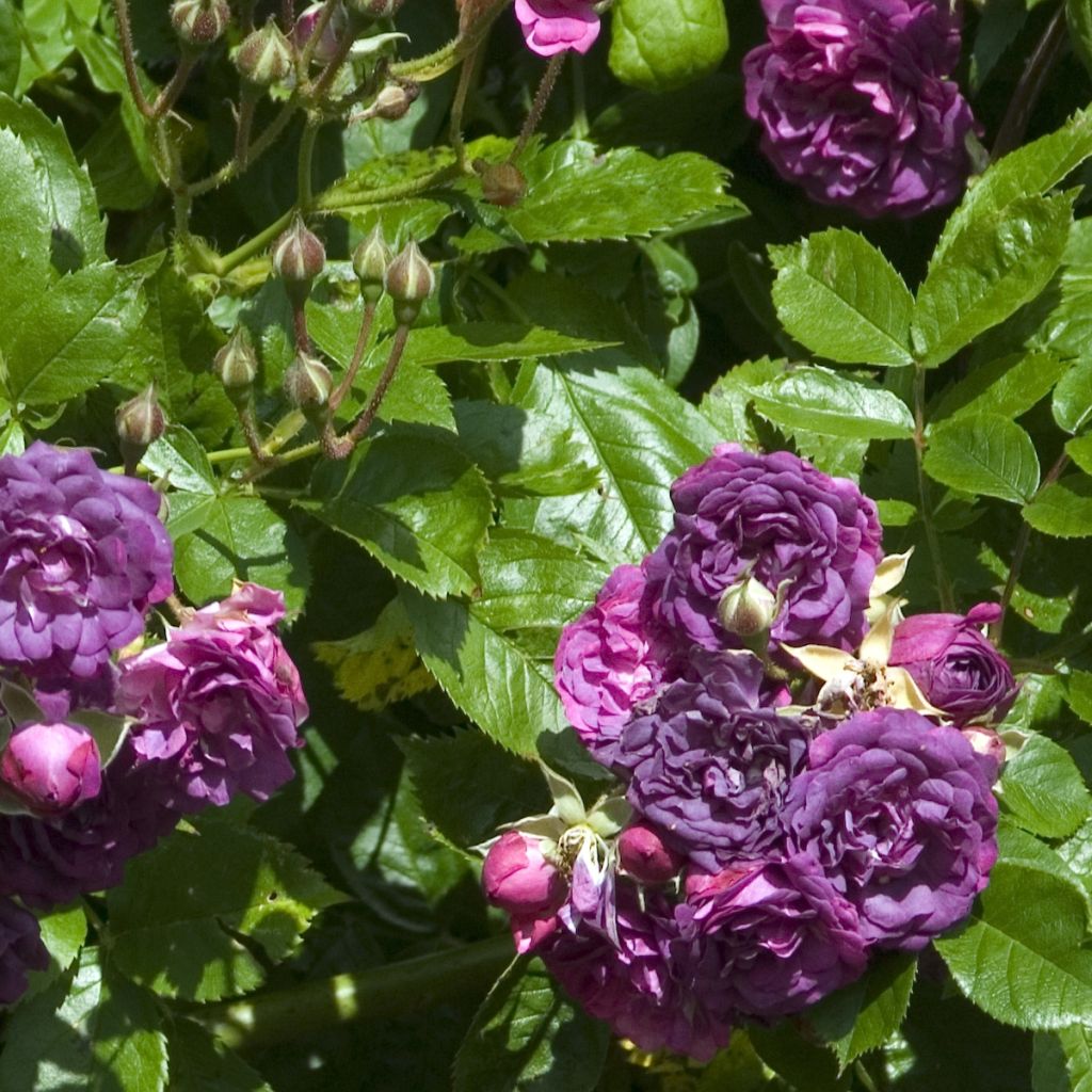 Rosa multiflora Bleu Magenta - Climbing Rose