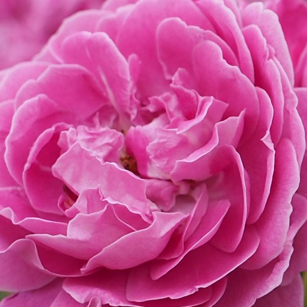 Rosa 'Blue Boy' - Polyantha Rose