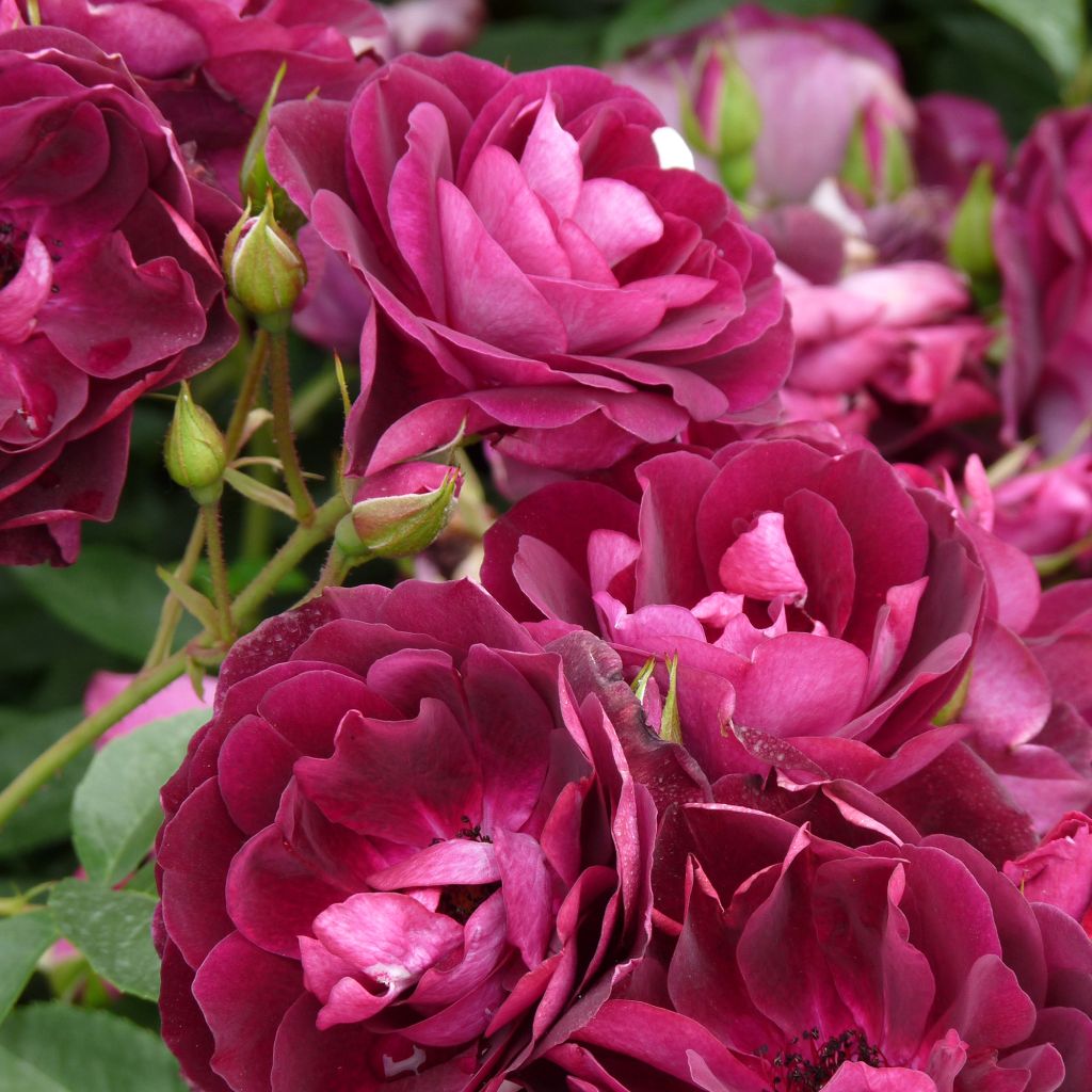 Rosa Burgundy Ice - Floribunda Rose