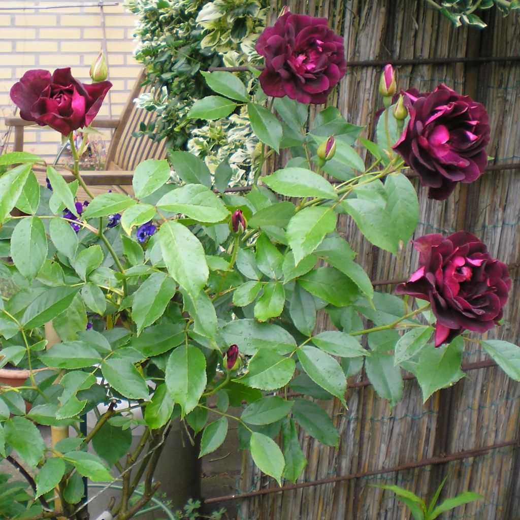Rosa Burgundy Ice - Floribunda Rose