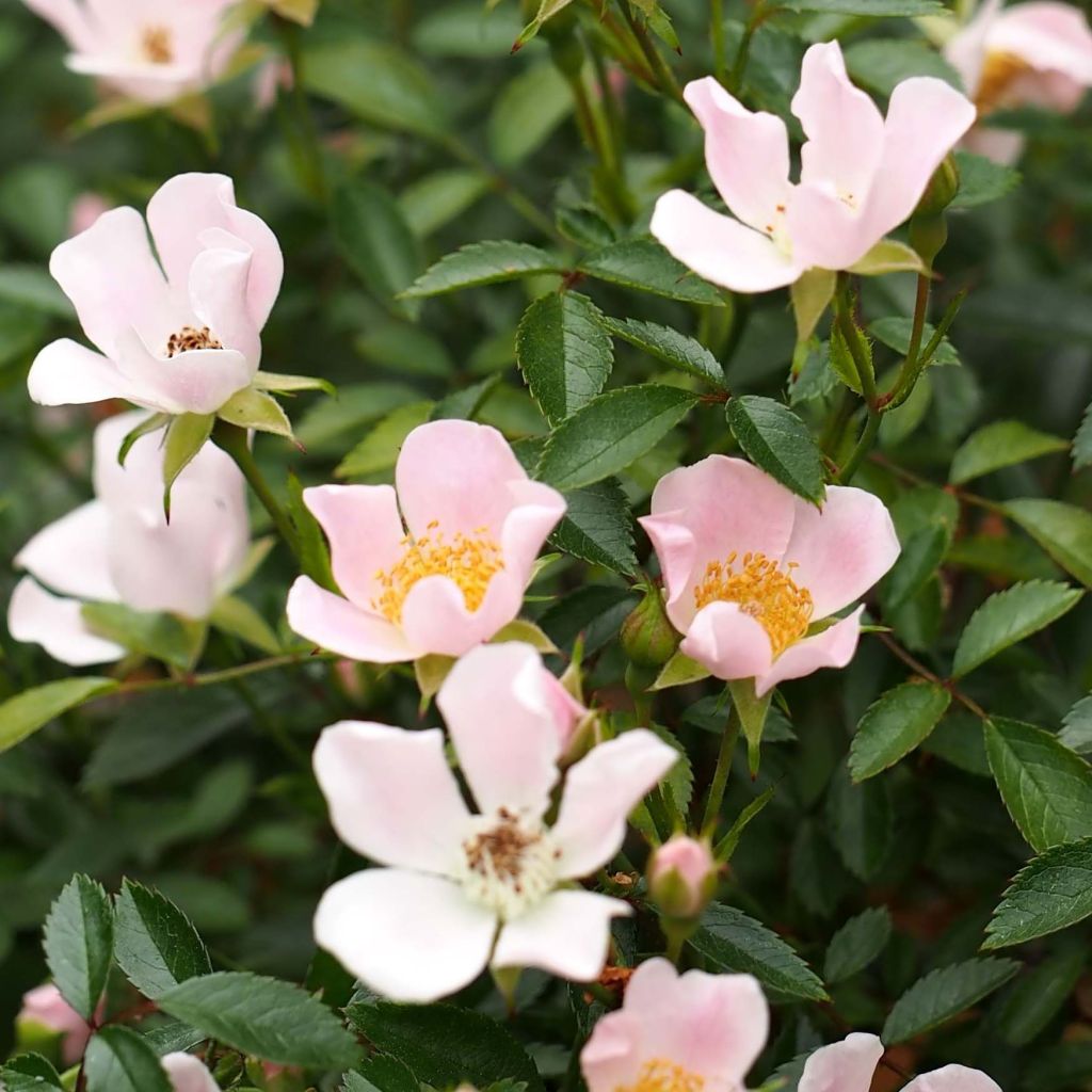 Rosa Nozomi - miniature groundcover or short climbing rose