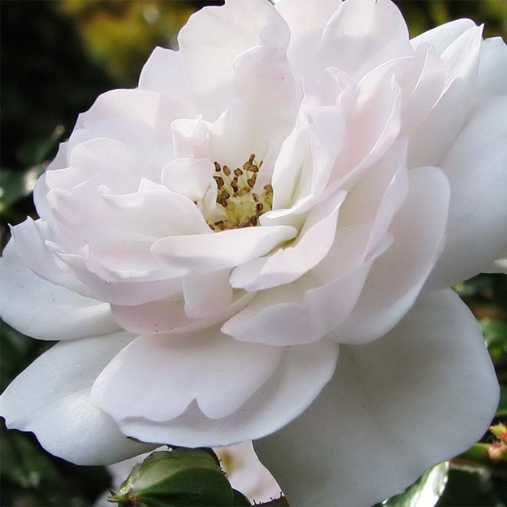 Rosa 'Swany; - Groundcover Rose