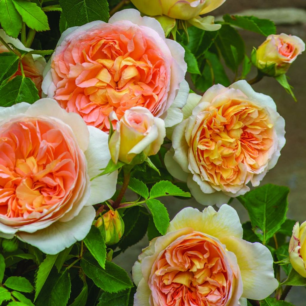 Rosa 'Bathsheba' - Climbing Rose