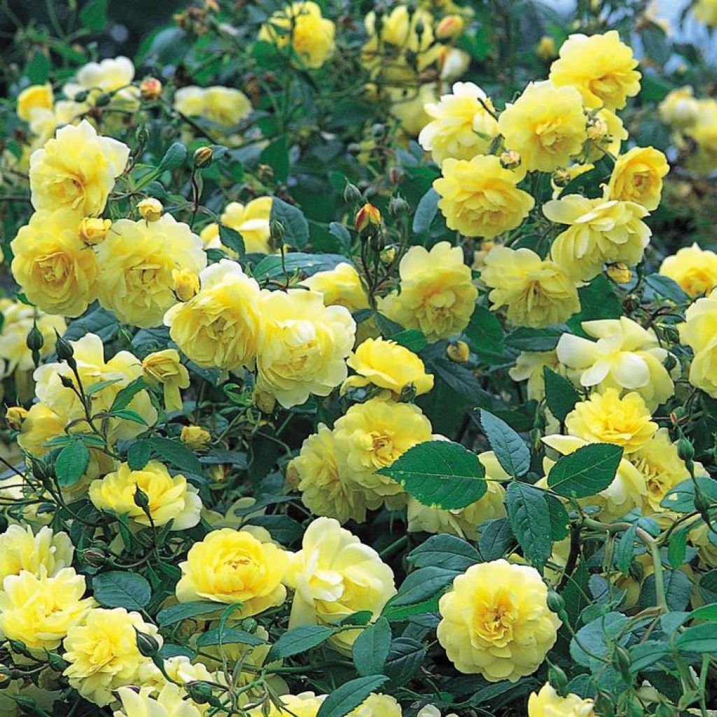 Rosa  Blythe Spirit - English Shrub Rose