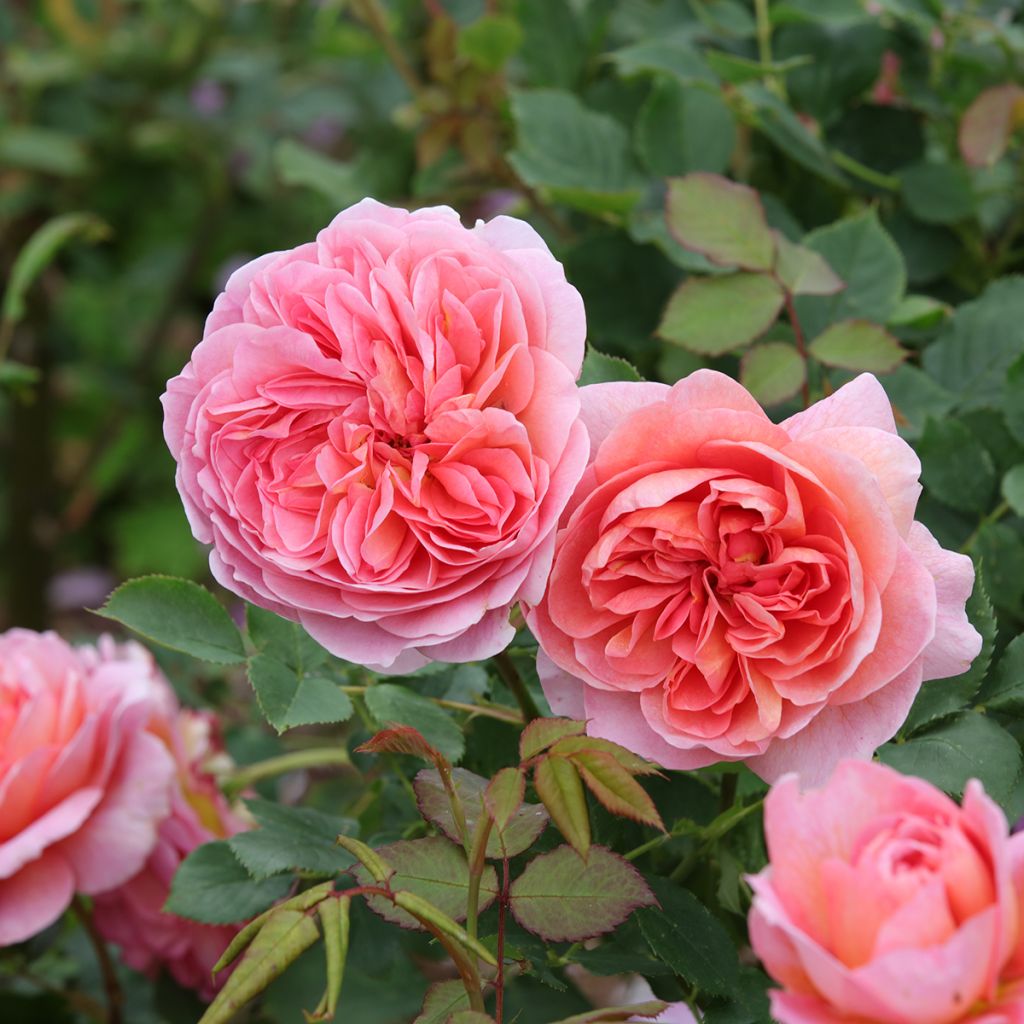 Rosa Boscobel - English Shrub Rose