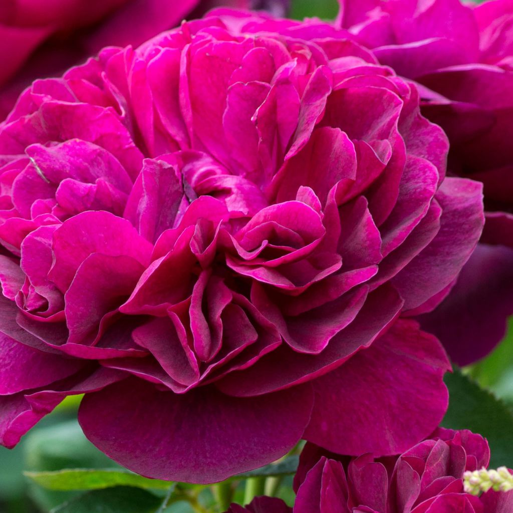Rosa Darcey Bussell 'Ausdecorum'