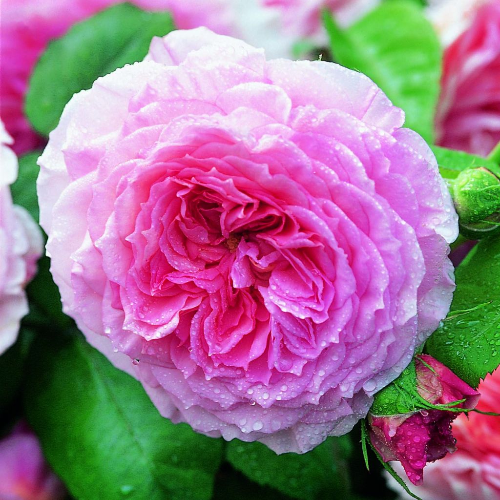 Rosa James Galway - Short climber or shrub rose