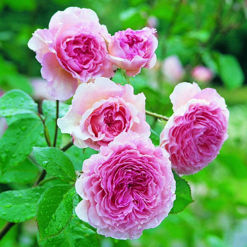 Rosa James Galway - Short climber or shrub rose