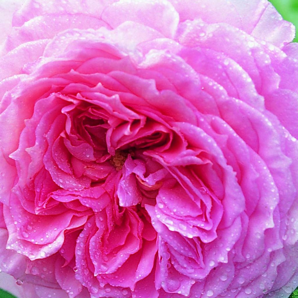 Rosa James Galway - Short climber or shrub rose