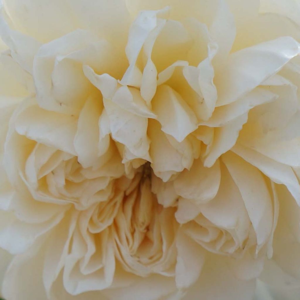 Rosa 'Lichfield Angel' - English Rose