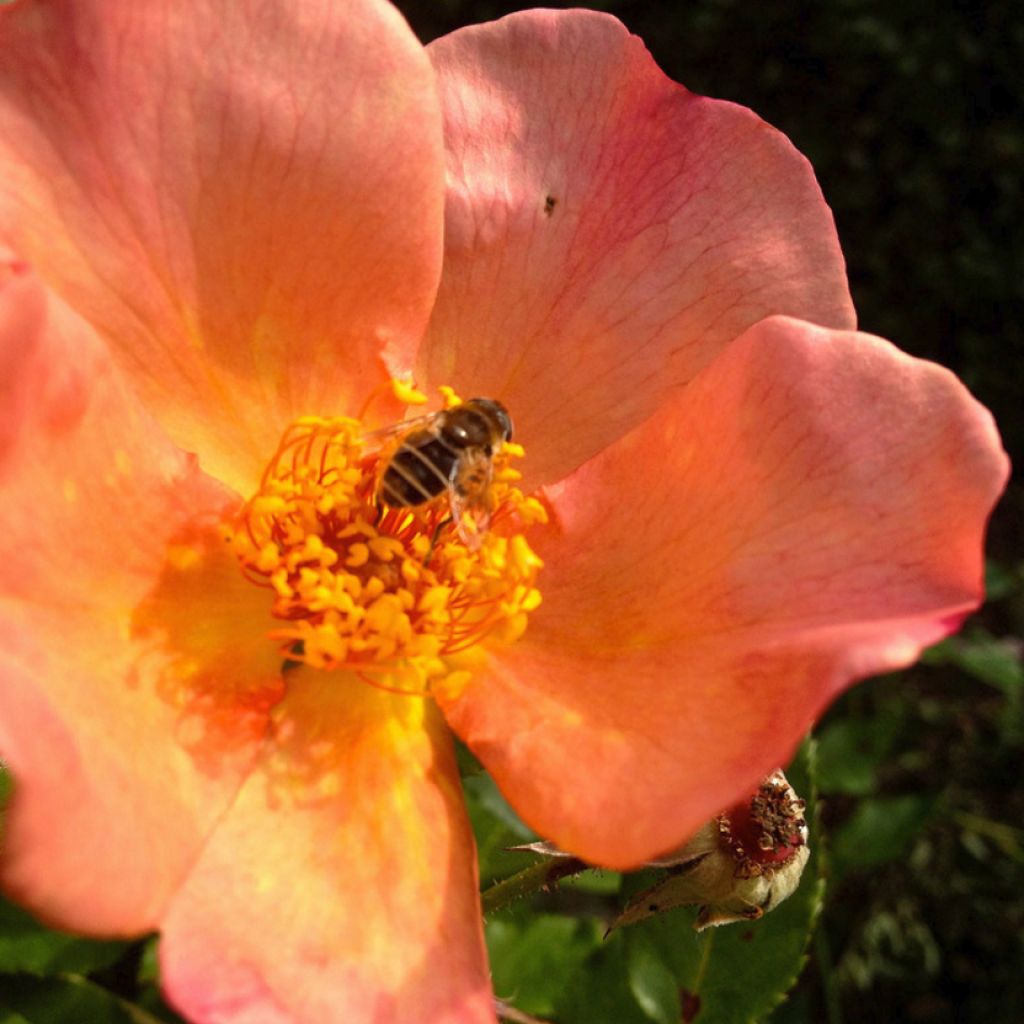 Rosa Morning Mist - English Rose