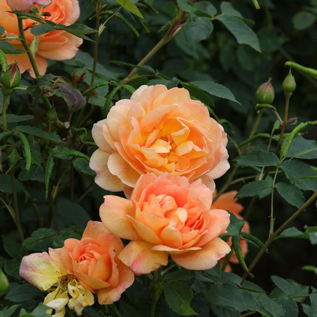 Rosa Port Sunlight - English Shrub Rose