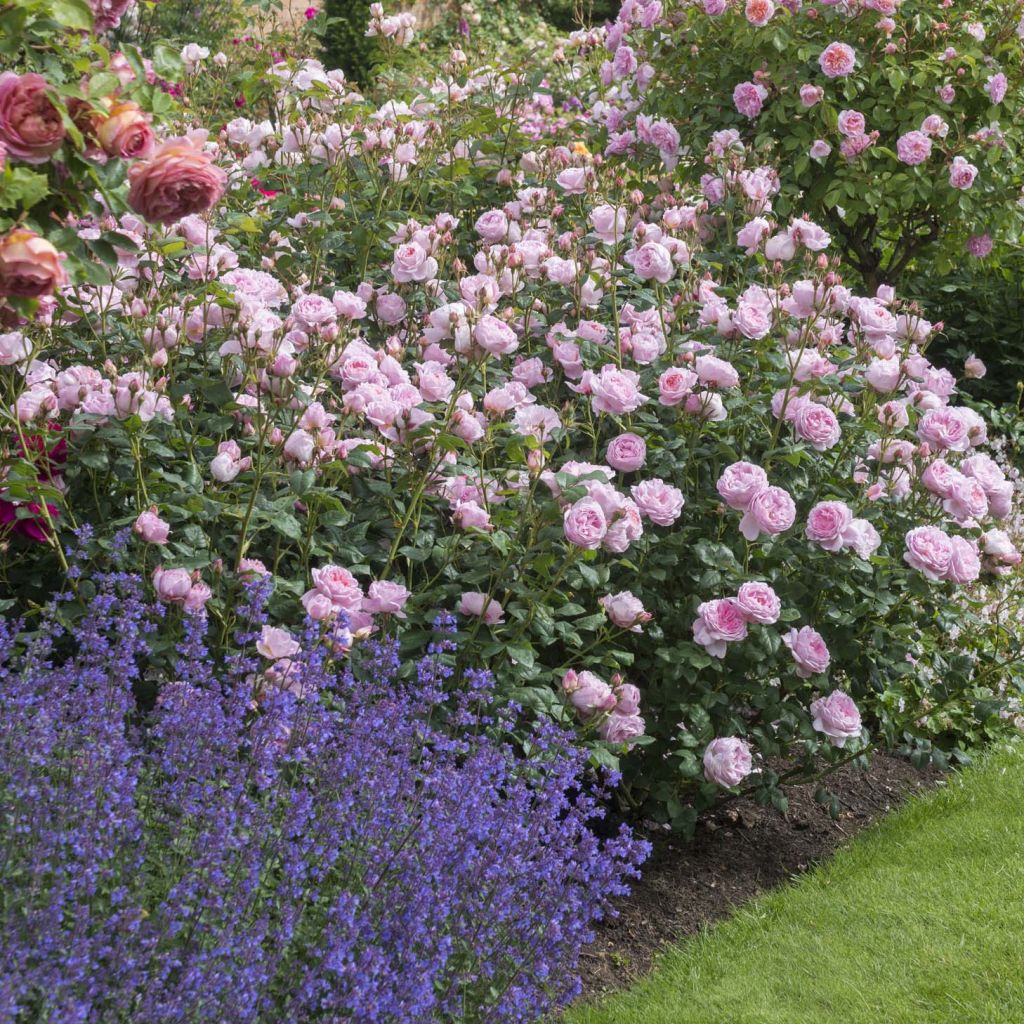 Rosa Scepter'd Isle - English Shrub Rose