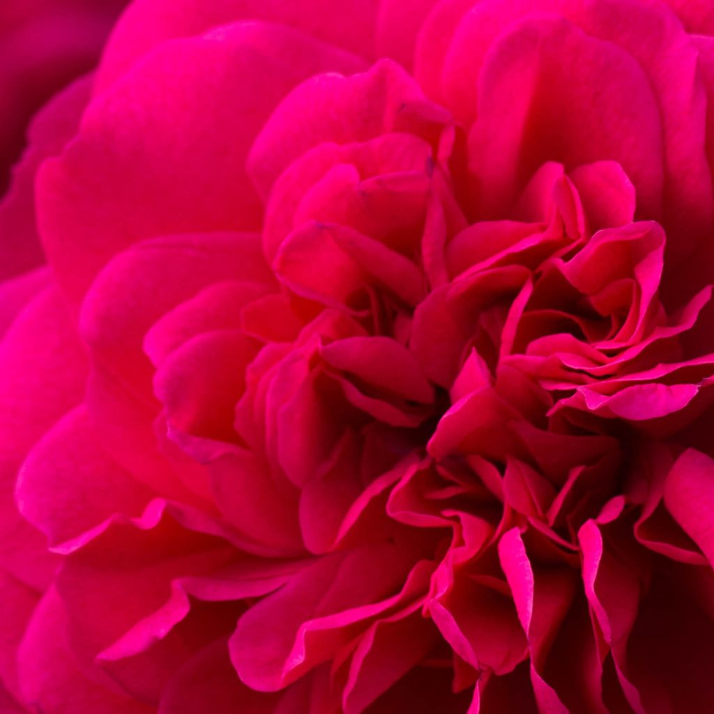 Rosa Sir John Betjeman - English Shrub Rose
