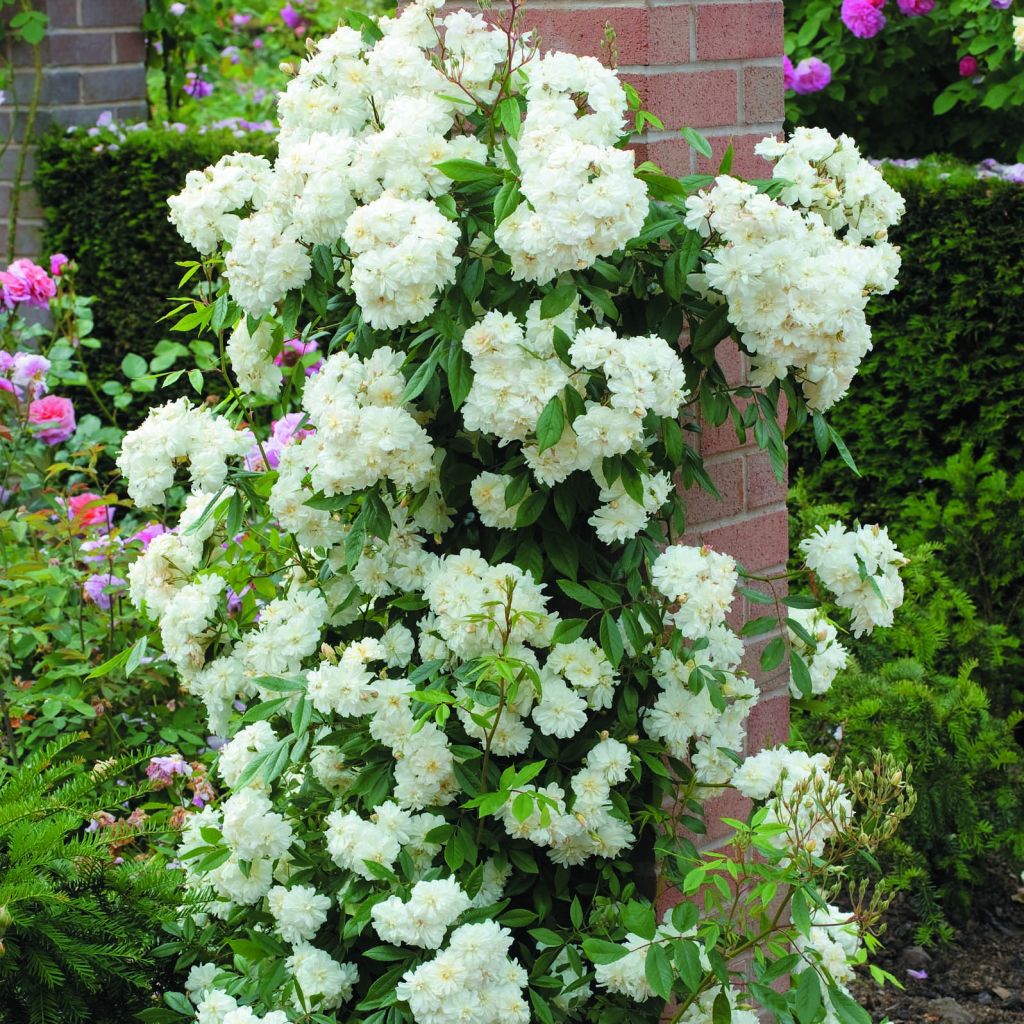 Rosa Snow Goose - Climbing rose