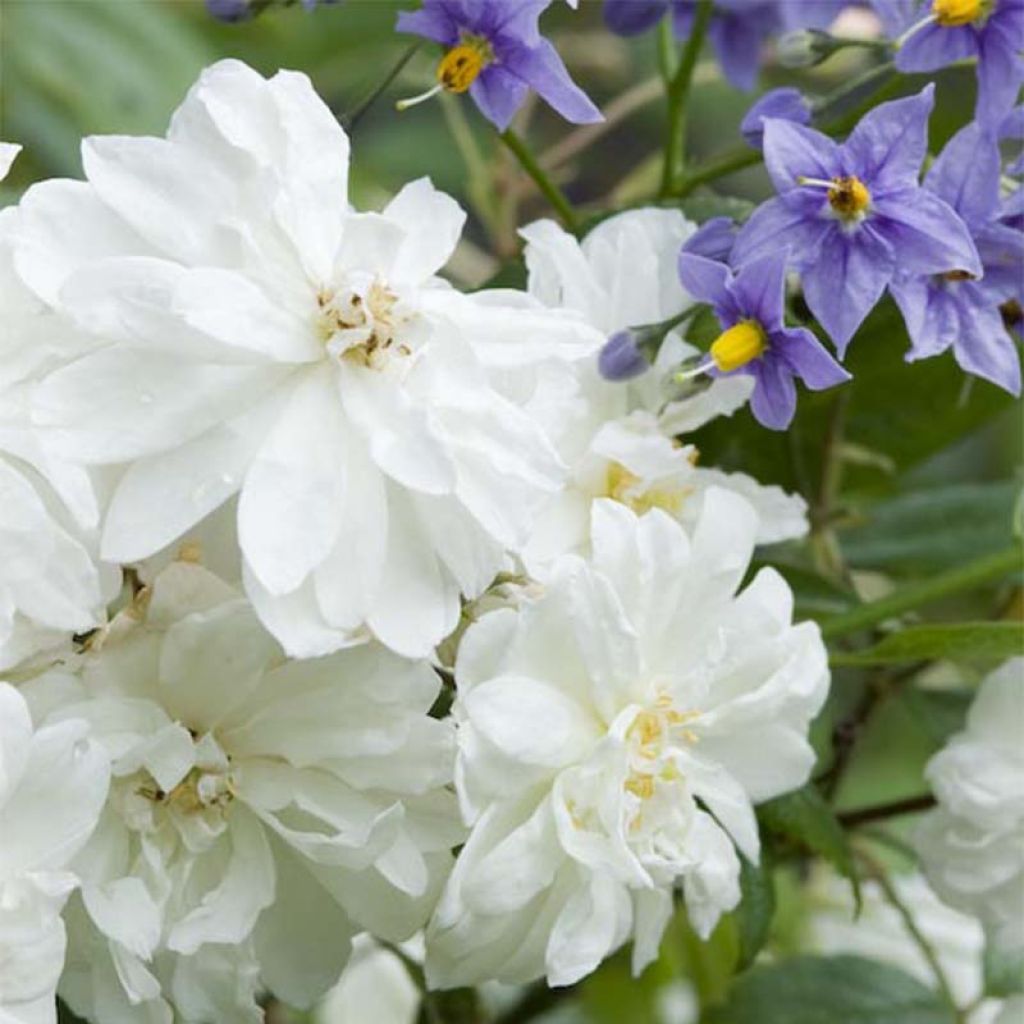 Rosa Snow Goose - Climbing rose