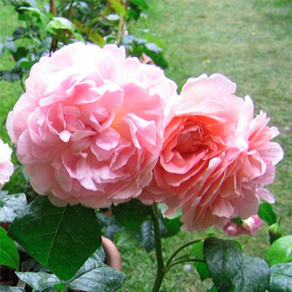 Rosa 'Strawberry Hill' - Climbing Rose