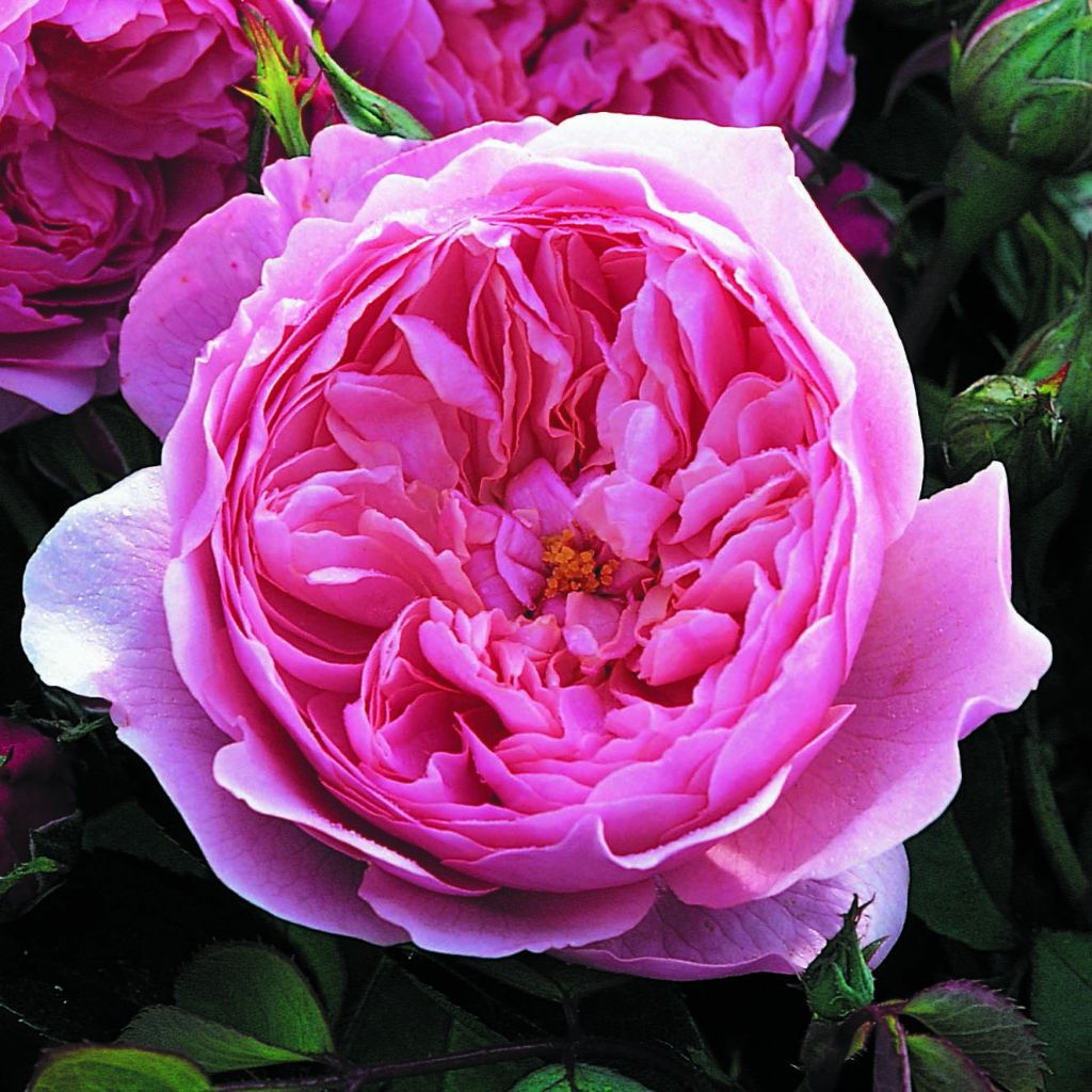Rosa The Alnwick Rose - Shrub Rose