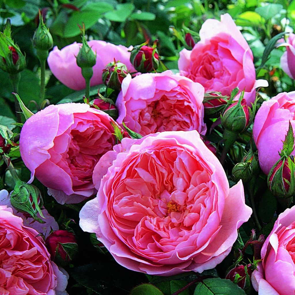 Rosa The Alnwick Rose - Shrub Rose