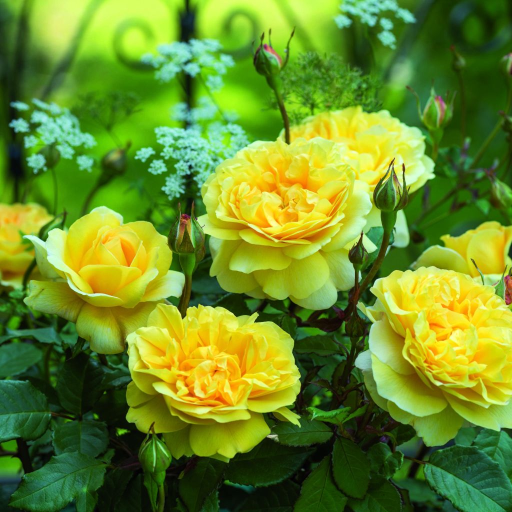 Rosa 'The Poet's Wife' - English Rose
