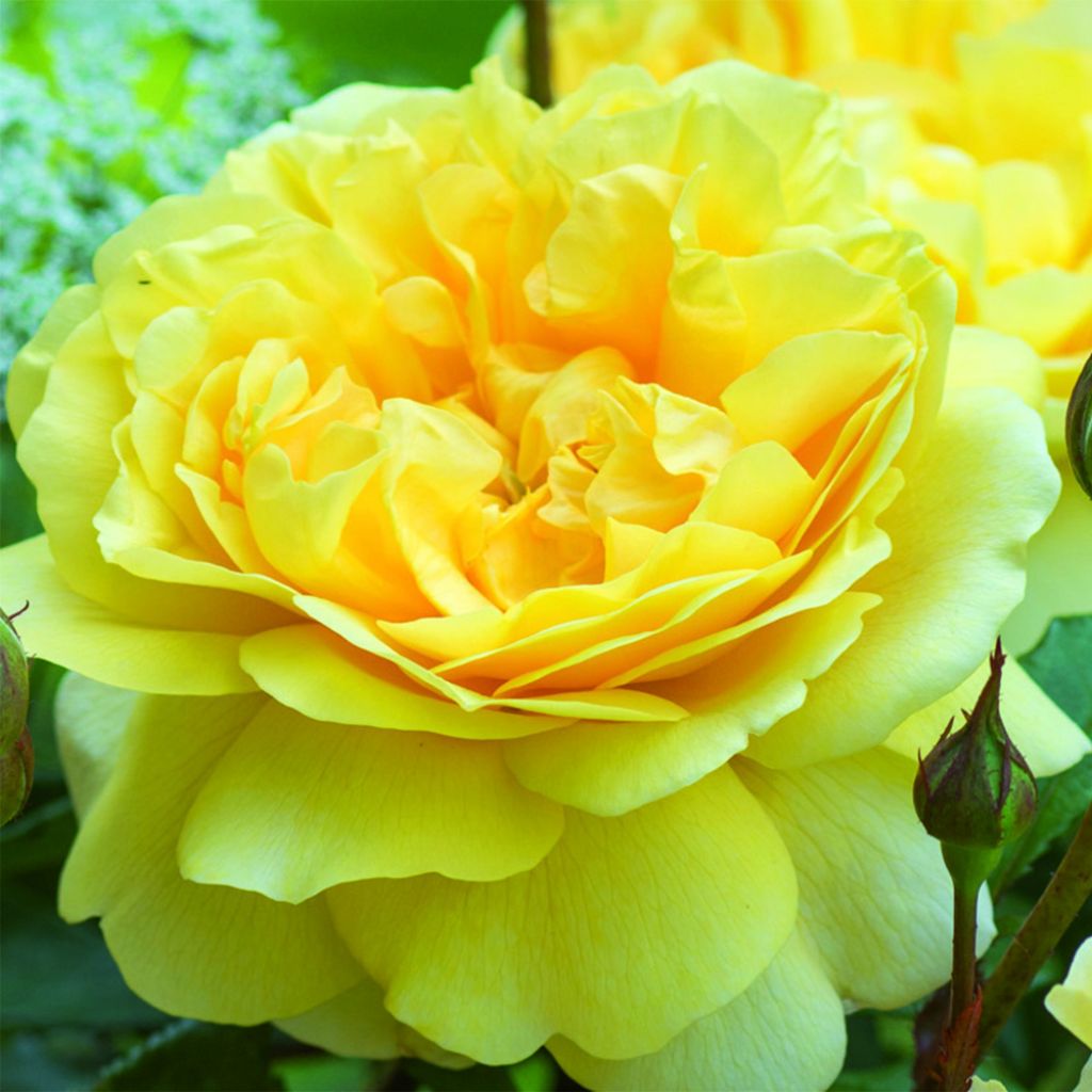 Rosa 'The Poet's Wife' - English Rose