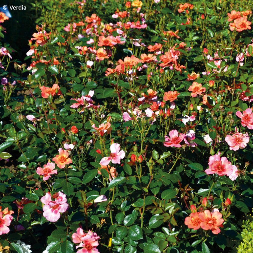 Rosa Baia® (DECOROSIERS® series) - Shrub Rose