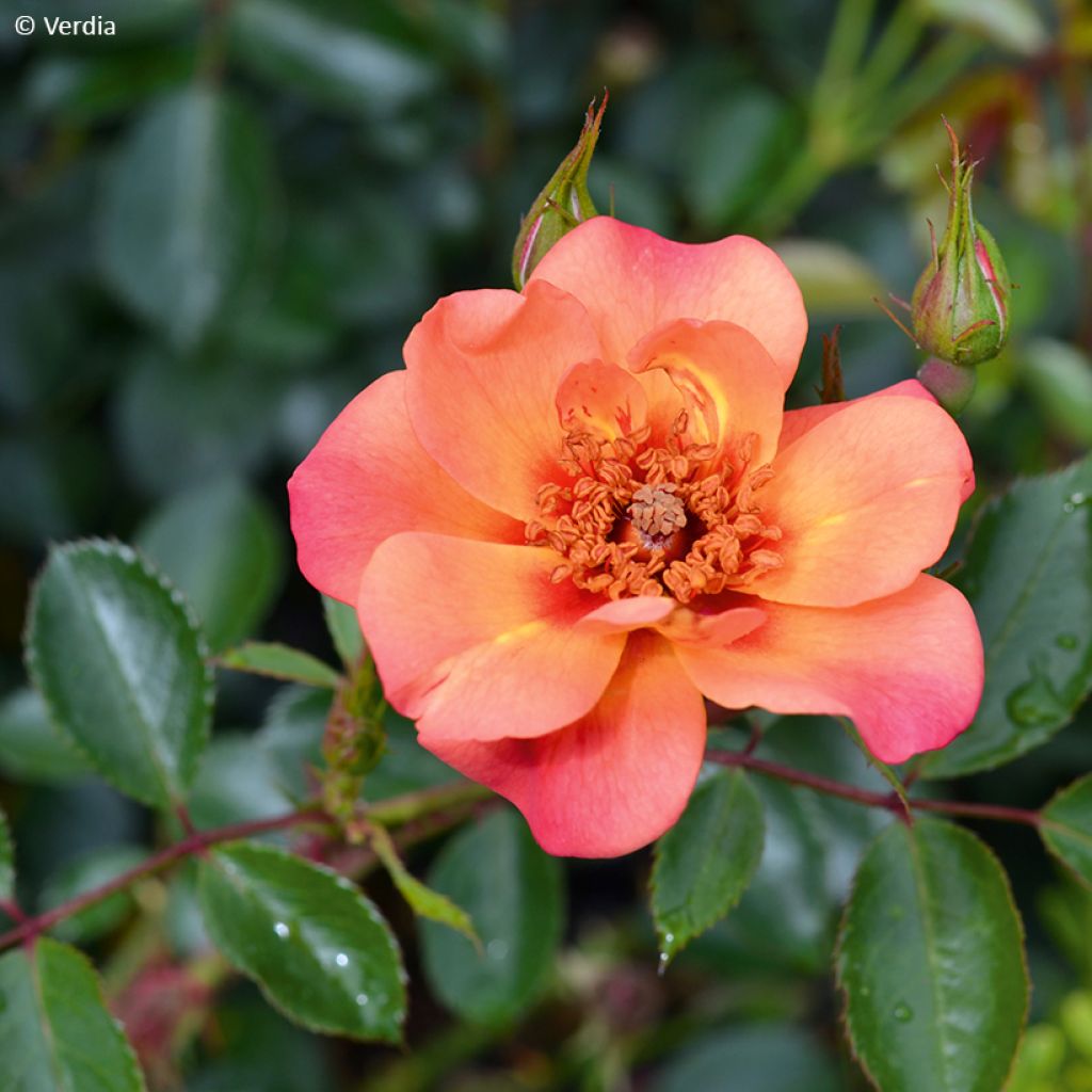 Rosa Baia® (DECOROSIERS® series) - Shrub Rose