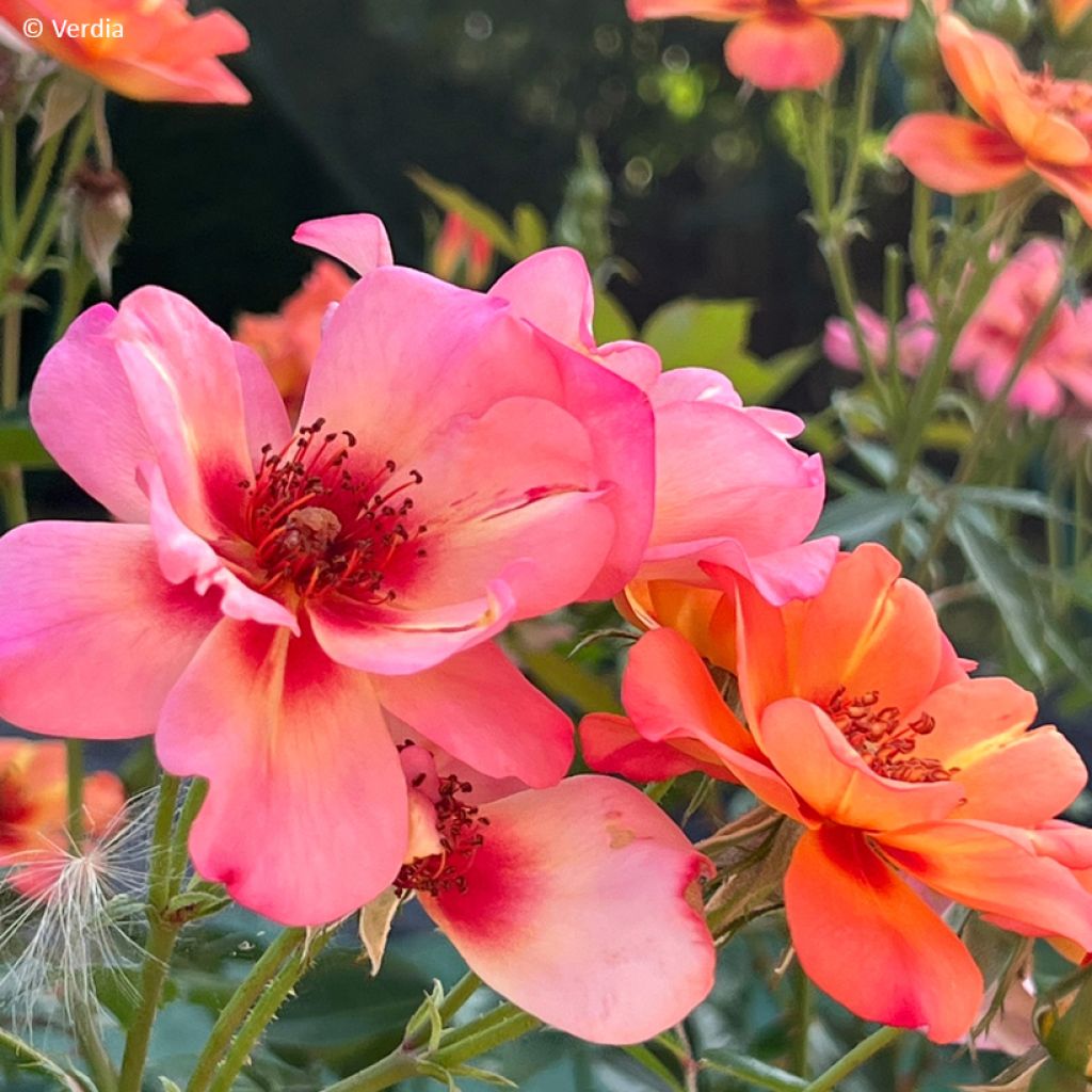 Rosa Baia® (DECOROSIERS® series) - Shrub Rose