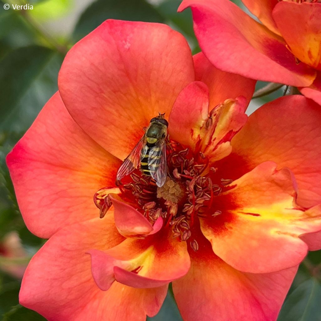 Rosa Baia® (DECOROSIERS® series) - Shrub Rose