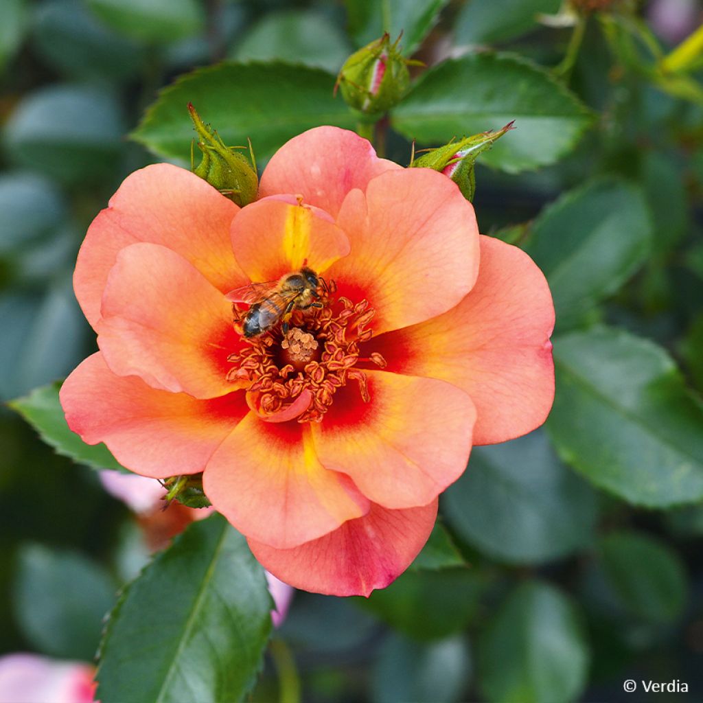 Rosa Baia® (DECOROSIERS® series) - Shrub Rose