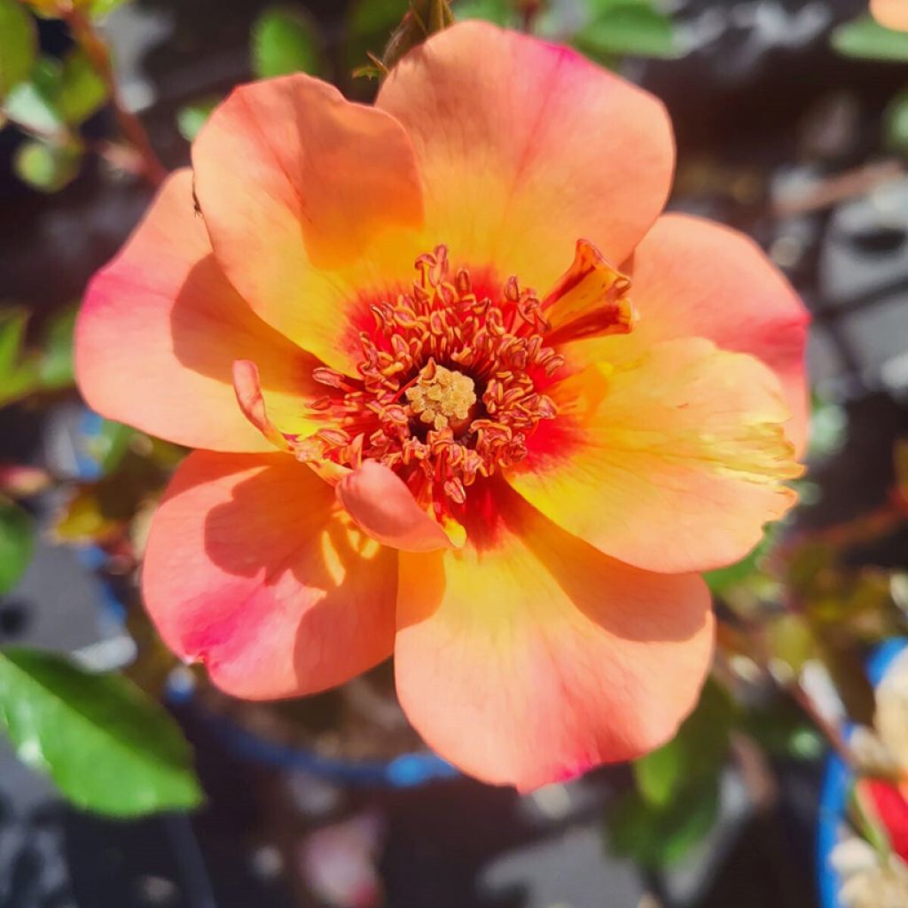 Rosa Baia® (DECOROSIERS® series) - Shrub Rose