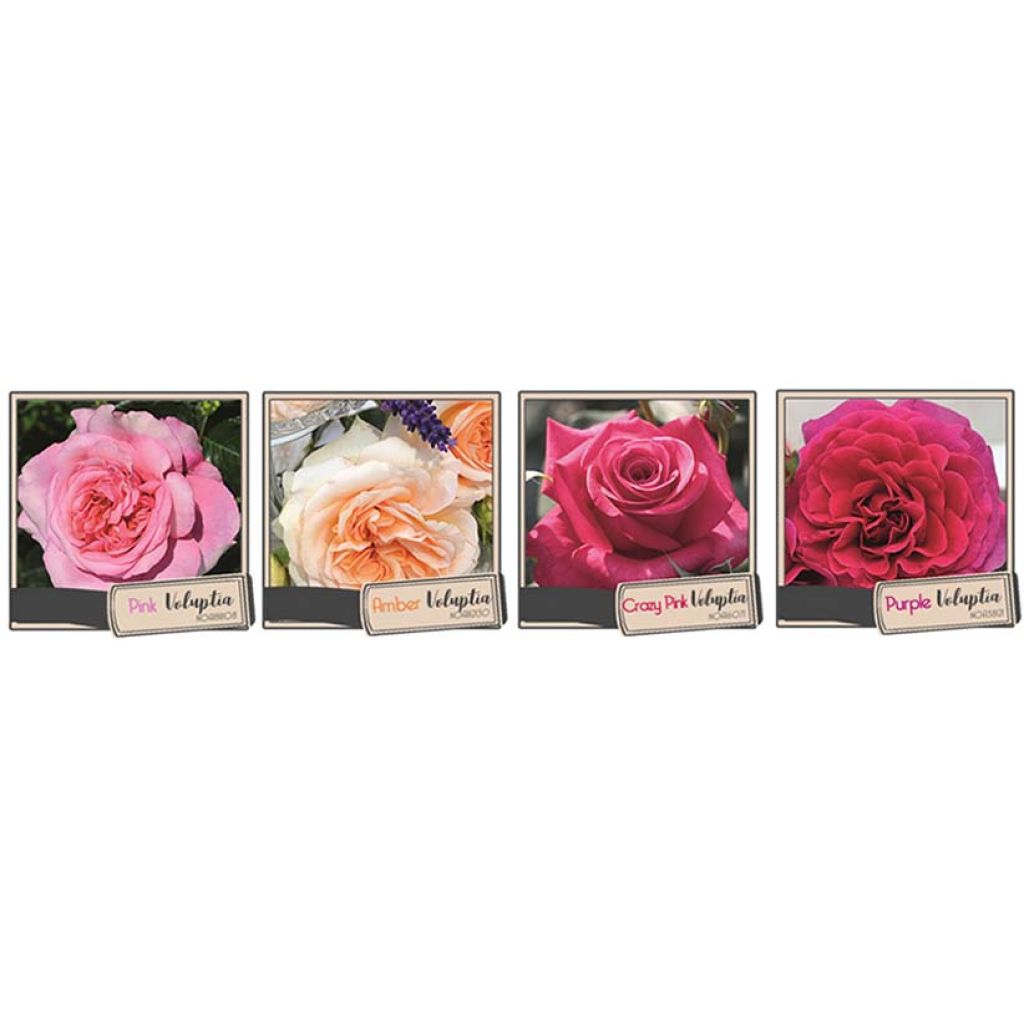 Rosa Décorosiers 'Crazy Pink Voluptia' - Shrub Rose