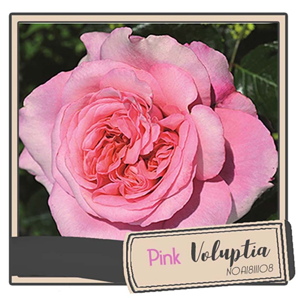 Rosa Décorosiers 'Pink Voluptia' - Shrub Rose
