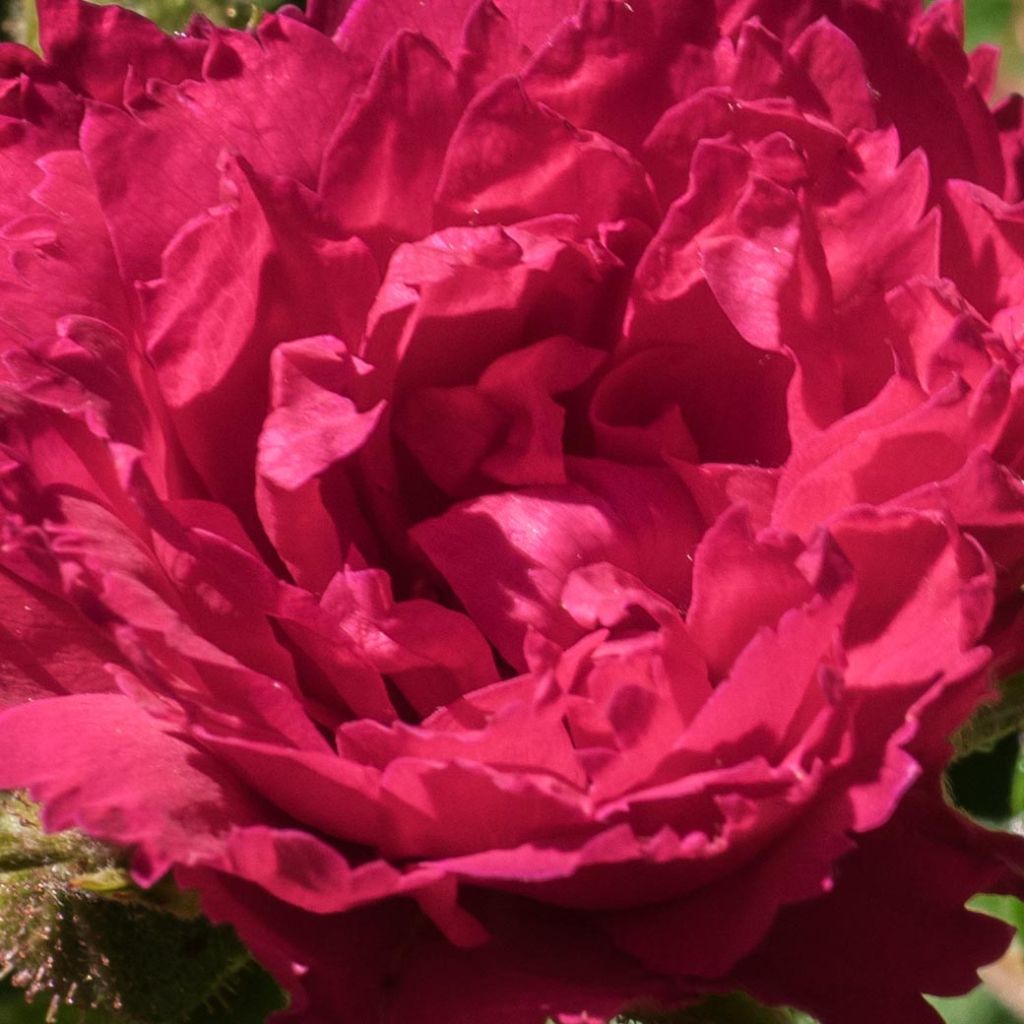 Rosa rugosa F.J. Grootendorst