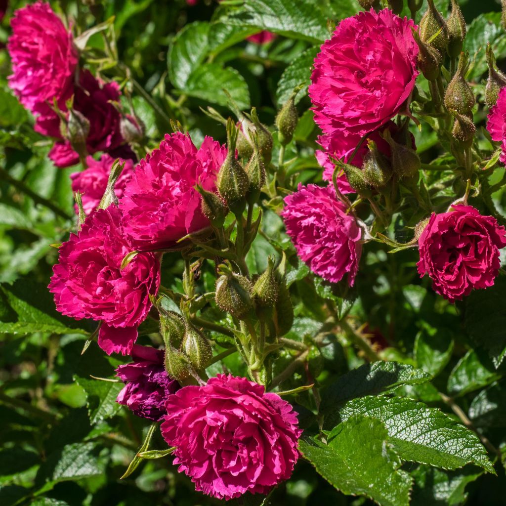 Rosa rugosa F.J. Grootendorst