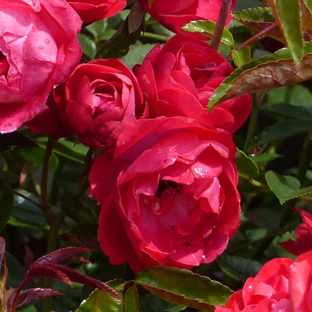 Rosa x polyantha KOSTER 'Fête des Mères' - Miniature Rose