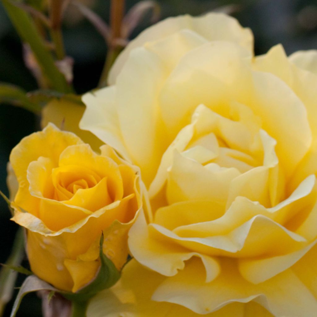 Rosa x floribunda 'Friesia' - Shrub Rose