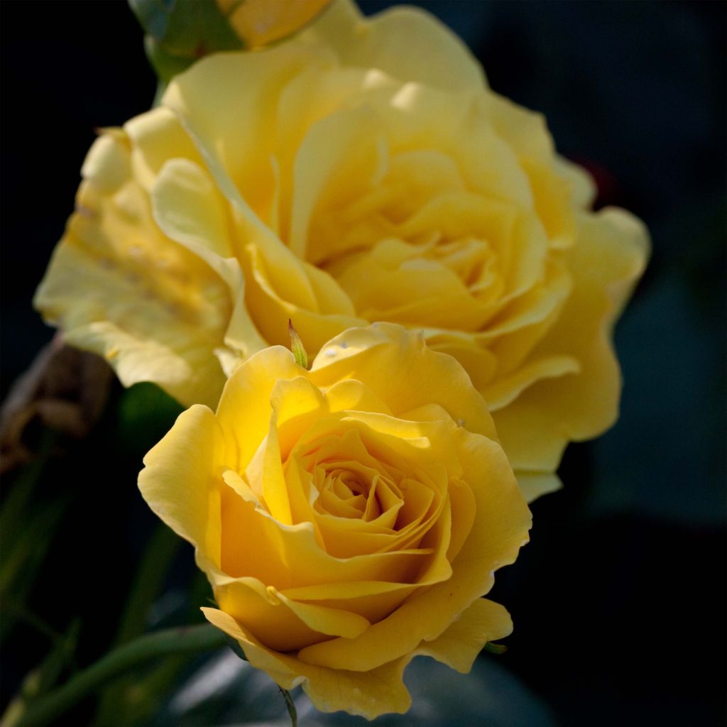 Rosa x floribunda 'Friesia' - Shrub Rose