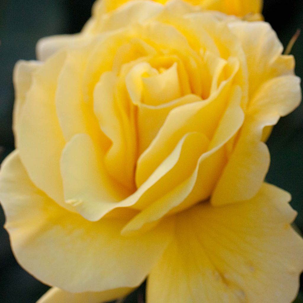 Rosa x floribunda 'Friesia' - Shrub Rose